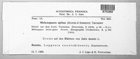 Melampsora epitea image